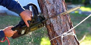 Best Tree Removal  in San Leon, TX