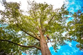 How Our Tree Care Process Works  in  San Leon, TX