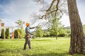 Best Fruit Tree Pruning  in San Leon, TX