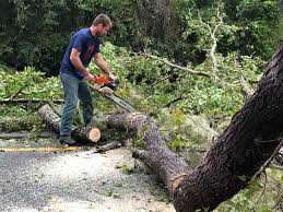 Best Palm Tree Trimming  in San Leon, TX