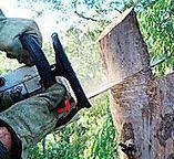  San Leon, TX Tree Services Pros
