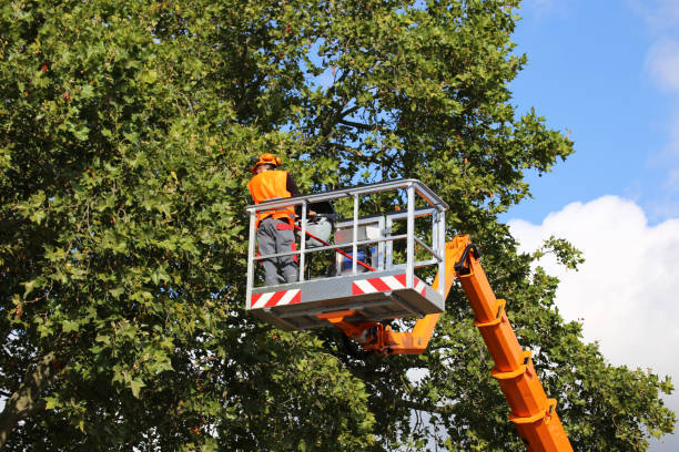 Best Pest Control for Lawns  in San Leon, TX