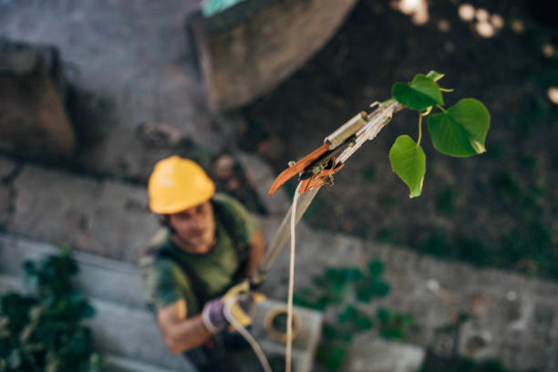 Best Storm Damage Tree Cleanup  in San Leon, TX
