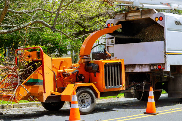 Reliable San Leon, TX Tree Services Solutions