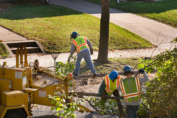 Best Lawn Grading and Leveling  in San Leon, TX