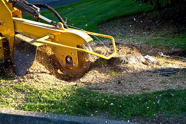 Best Root Management and Removal  in San Leon, TX